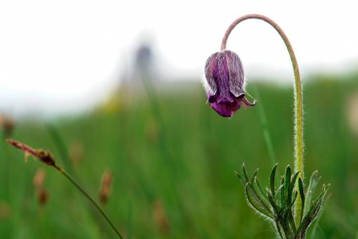 Little flower - Free Stock Photo