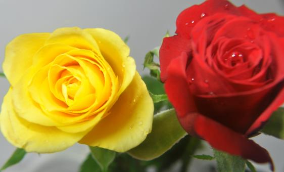 Red and Yellow Roses - Free Stock Photo