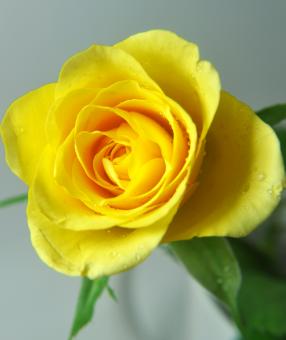 Rose in Yellow - Free Stock Photo