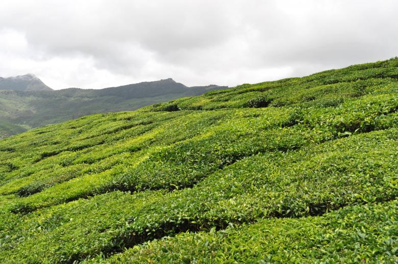 Free stock image of Tea Plantation created by Sainath Chillapuram