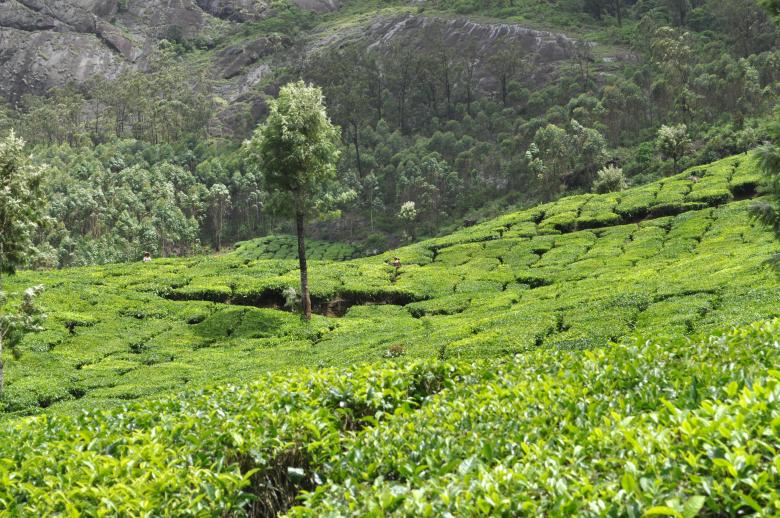 Free stock image of Tea Plantation created by Sainath Chillapuram