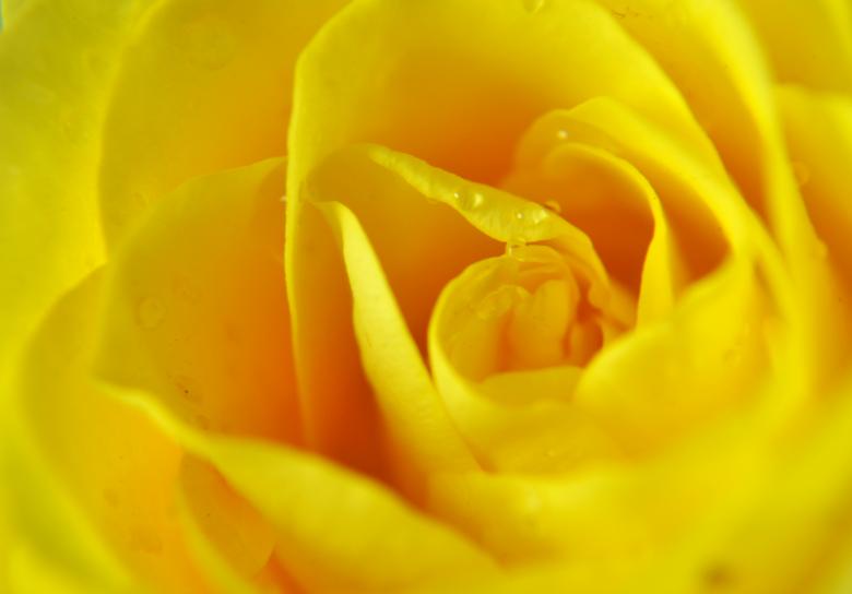 Free stock image of Yellow colored rose created by Sainath Chillapuram