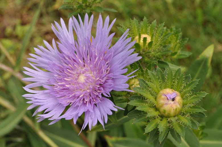 Free stock image of Lavender Colored flower created by Sainath Chillapuram