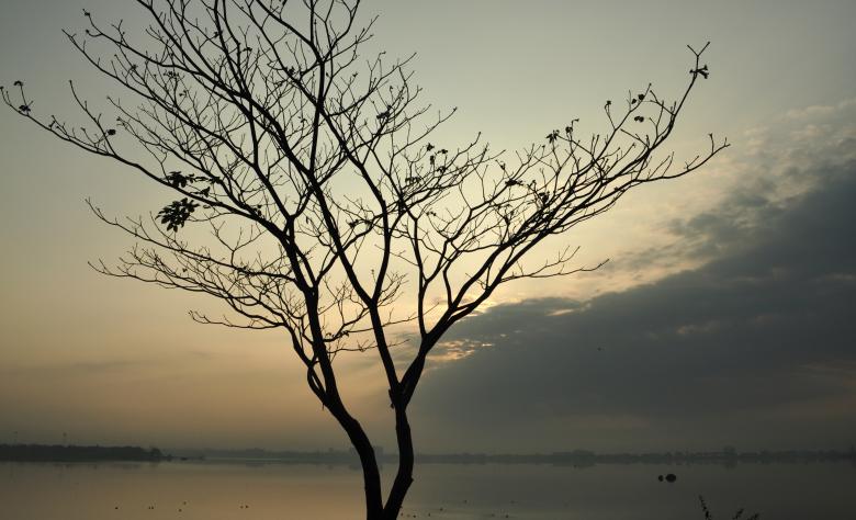 Free stock image of Dry Tree created by Sainath Chillapuram
