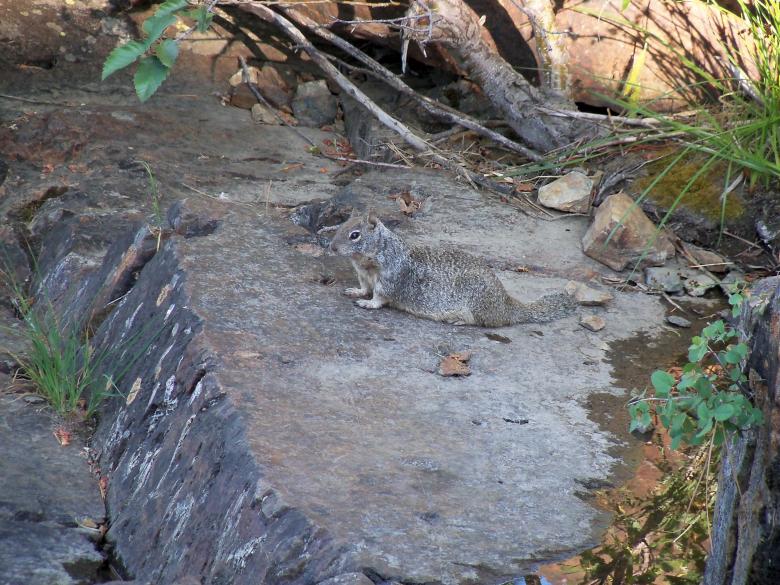 Free stock image of Squirrel created by Kenton Bruno