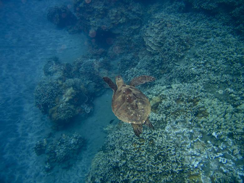 Free stock image of Sea Turtle created by Bryan