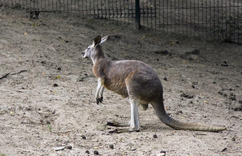 Free stock image of Kangaroo created by Jakub Krechowicz