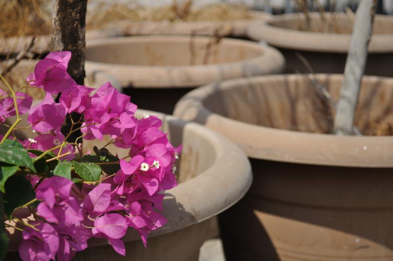 Free stock image of Bouganvilla and Terracotta created by Aparna Khanna