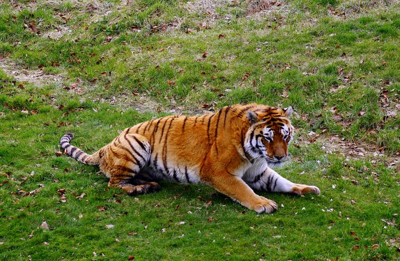 Free stock image of Tiger tiger created by paul clifton