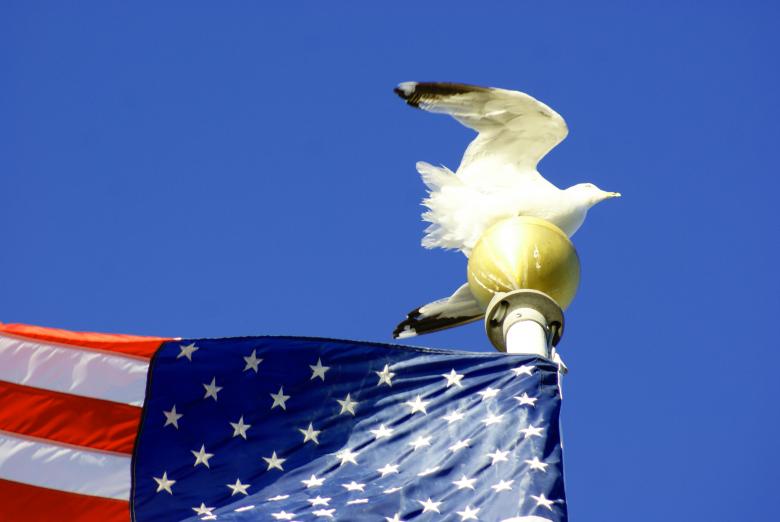 Free stock image of Seagull On Flagpole created by Brian Norcross