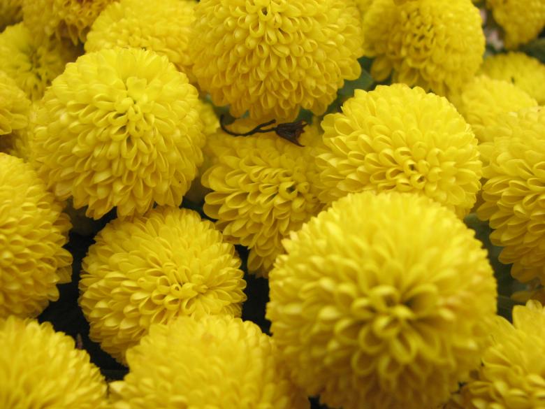 Free stock image of Yellow Flowers created by Saiyed Sajjad Imam Abidi