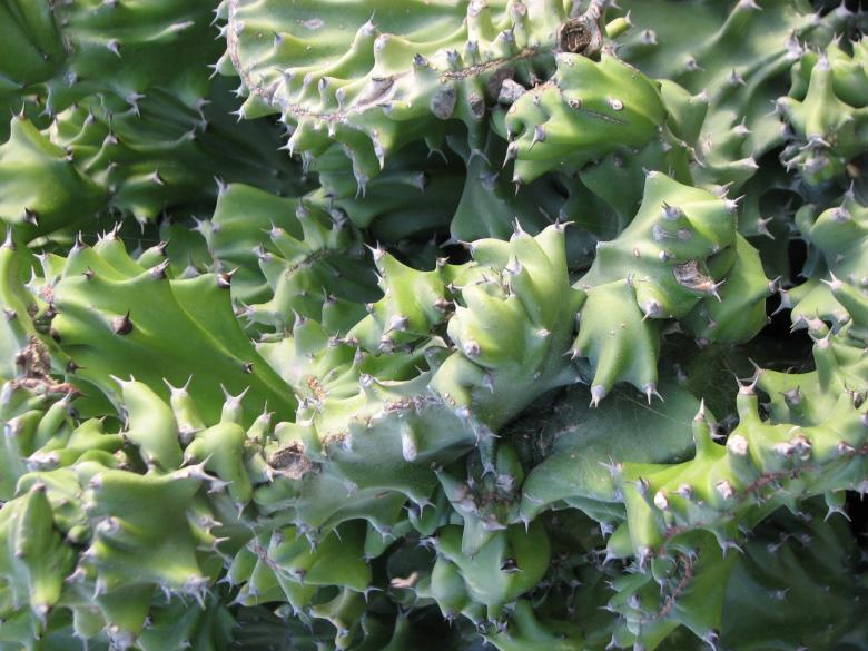Free stock image of Green Cactus created by Saiyed Sajjad Imam Abidi