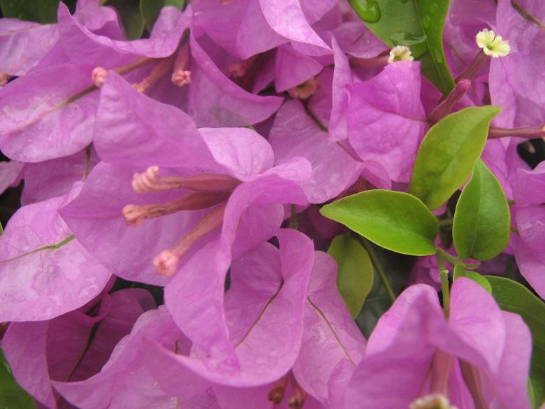 Free stock image of Pink Flowers created by Saiyed Sajjad Imam Abidi