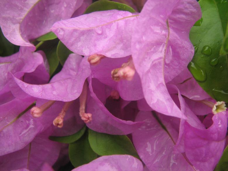 Free stock image of Pink Flowers created by Saiyed Sajjad Imam Abidi