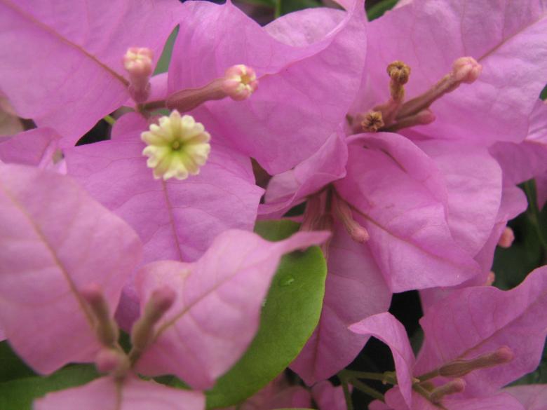 Free stock image of Pink Flowers created by Saiyed Sajjad Imam Abidi