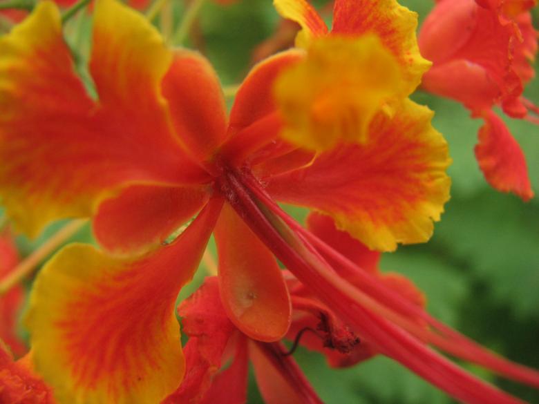 Free stock image of Orange Flower created by Saiyed Sajjad Imam Abidi