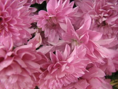 Free Stock Photo of Pink Flowers