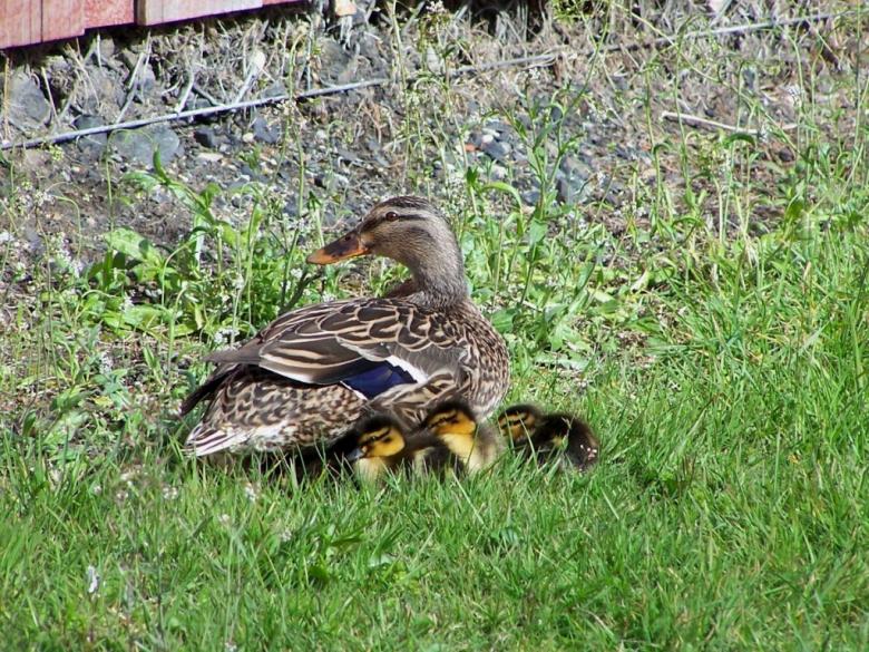 Free stock image of Mallard mother created by Peter Alexander Robb