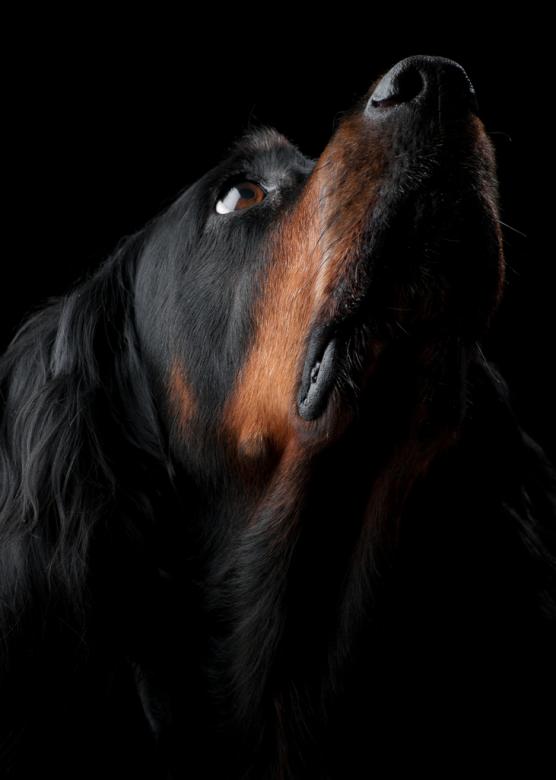 Free stock image of Black Dog Portrait created by Christian Andersson