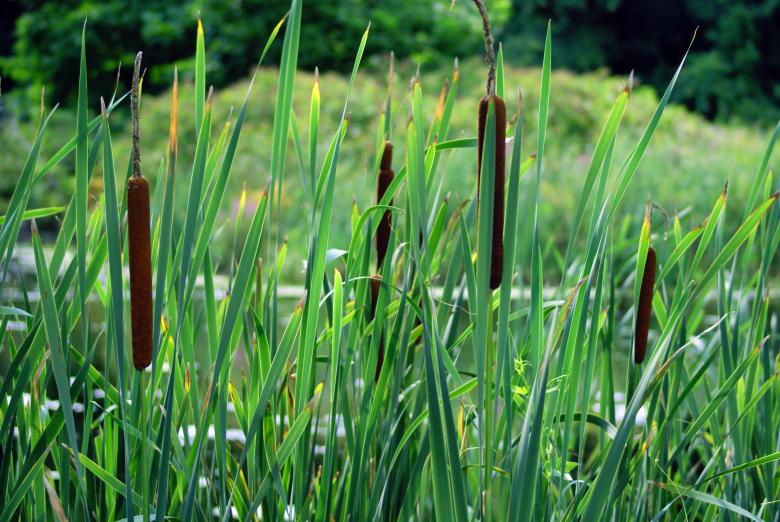 Free stock image of Tall Grass created by Brian Norcross