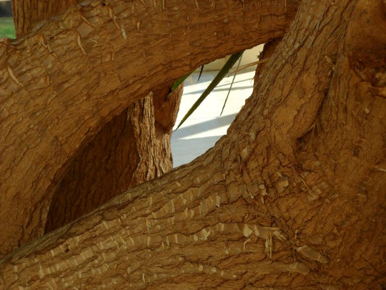 Free stock image of Tree trunks intertwined created by Georgina DeBurca