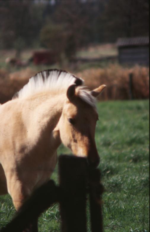 Free stock image of Horses created by MUNCH PIERRE
