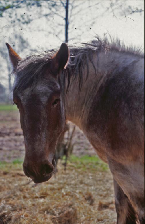 Free stock image of Horses created by MUNCH PIERRE