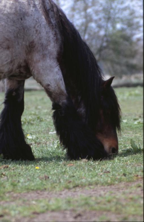 Free stock image of Horses created by MUNCH PIERRE
