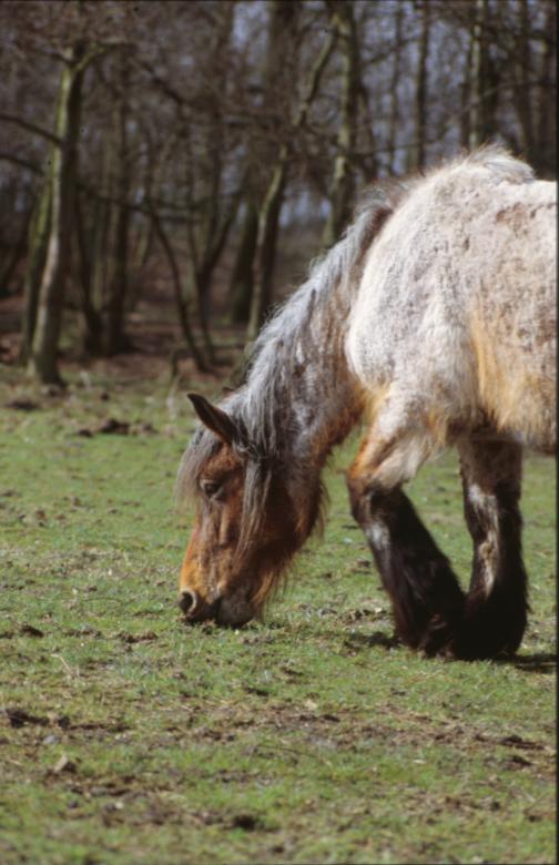 Free stock image of Horses created by MUNCH PIERRE
