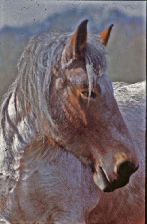 Free stock image of Horses created by MUNCH PIERRE