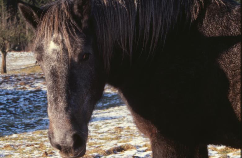 Free stock image of Horse created by MUNCH PIERRE