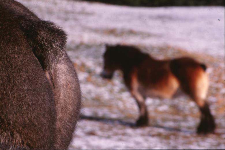 Free stock image of Horses created by MUNCH PIERRE