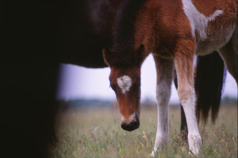Free stock image of Horses created by MUNCH PIERRE