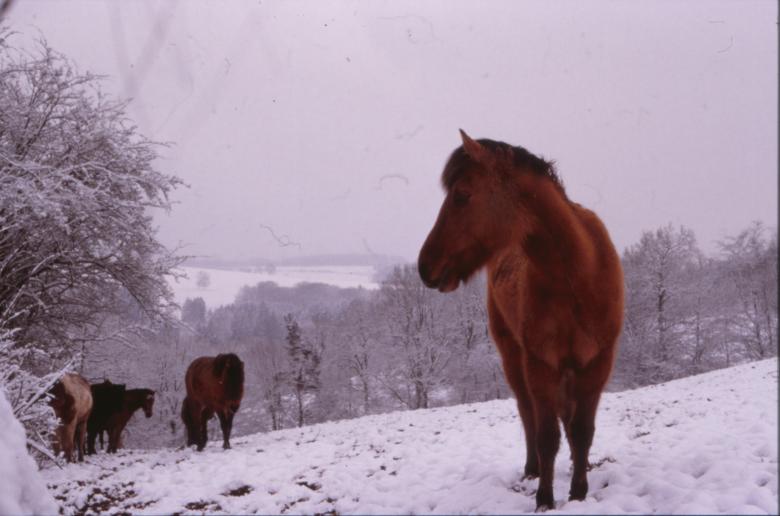 Free stock image of Horse created by MUNCH PIERRE