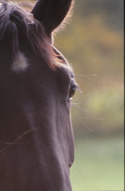 Free stock image of Horse created by MUNCH PIERRE