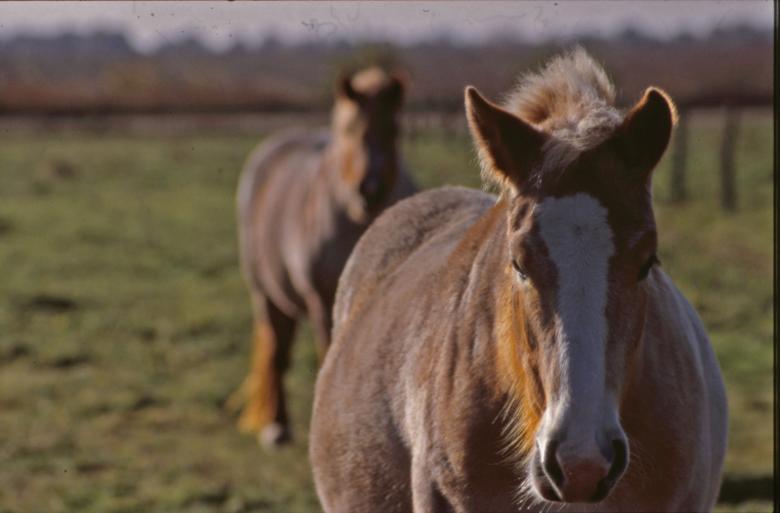 Free stock image of Horses created by MUNCH PIERRE