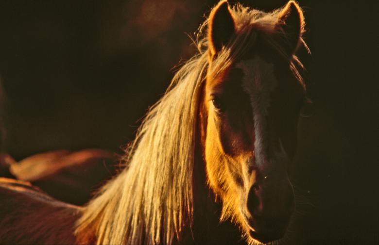 Free stock image of Horse created by MUNCH PIERRE