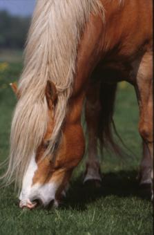 Horse - Free Stock Photo