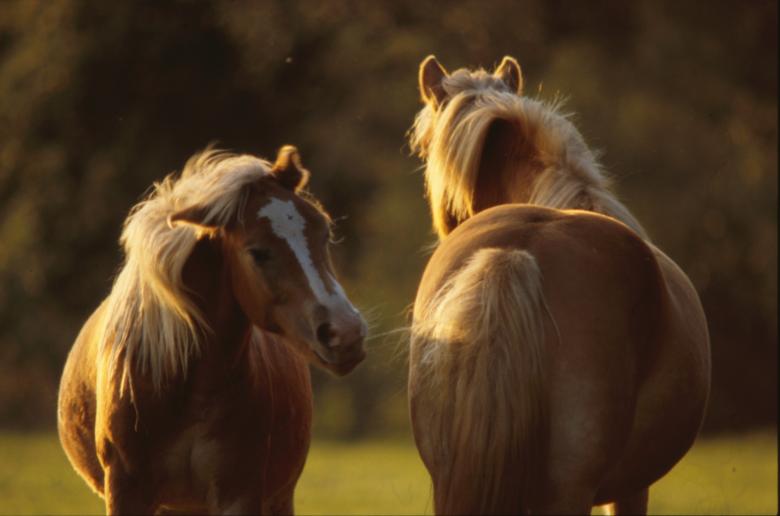 Free stock image of Horses created by MUNCH PIERRE