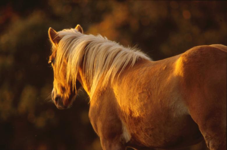 Free stock image of Horse created by MUNCH PIERRE