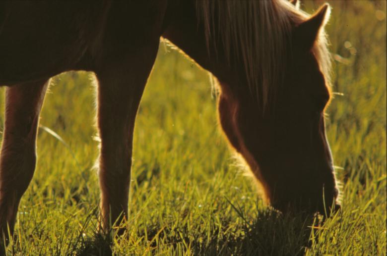 Free stock image of Horse created by MUNCH PIERRE