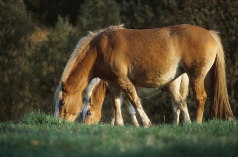 Free stock image of Horses created by MUNCH PIERRE