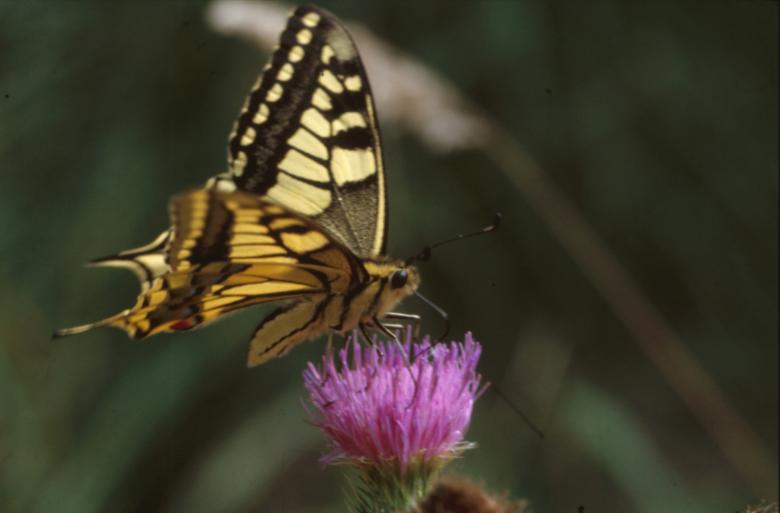 Free stock image of Butterfly created by MUNCH PIERRE