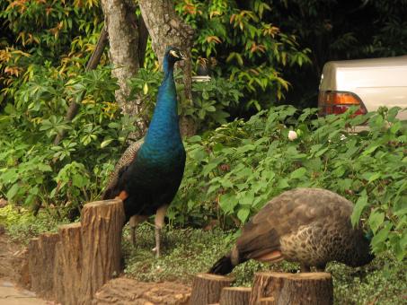 Peacocks - Free Stock Photo