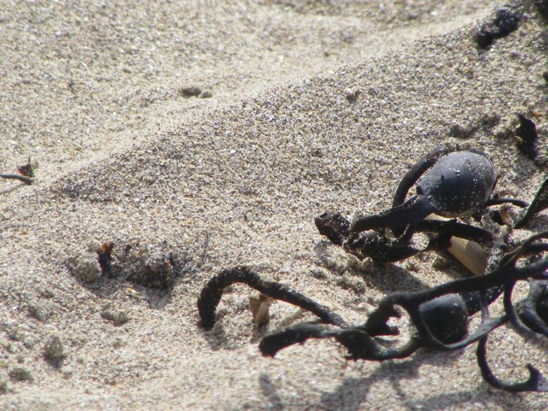 Free stock image of Washed up created by Jemogz