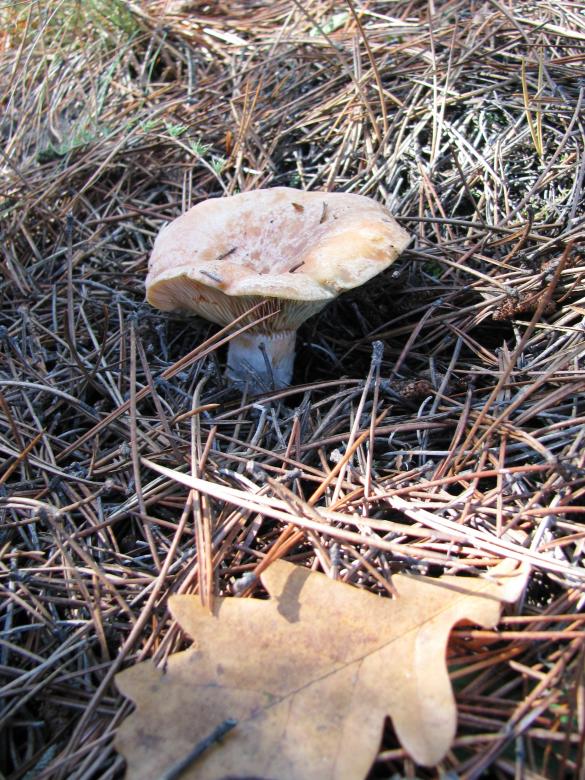 Free stock image of Mushroom in the forest created by Yuliy Ganev