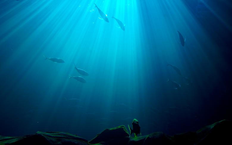 Free stock image of Underwater created by Jon Estes