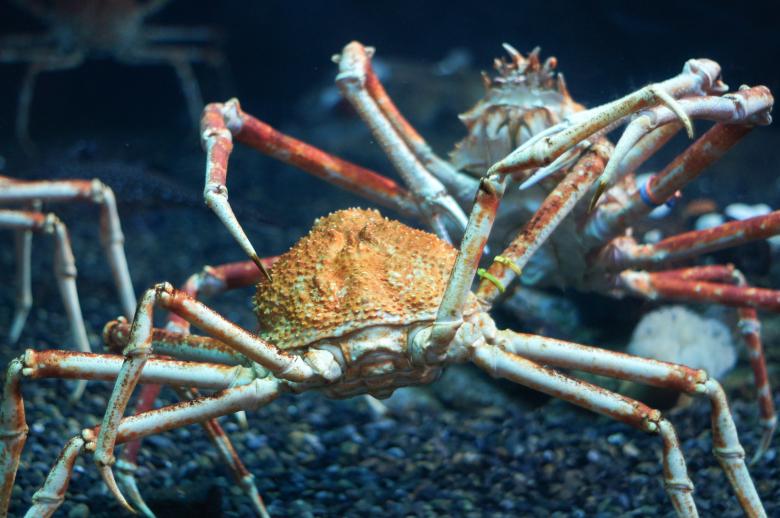 Free stock image of Fighting crabs created by Jon Estes