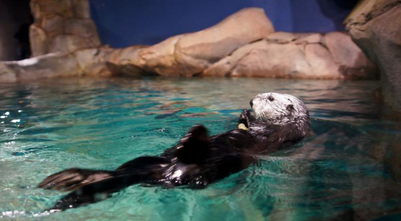 Free stock image of Otter created by Jon Estes