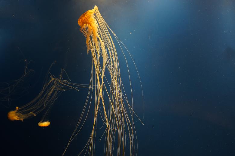 Free stock image of Jellyfish created by Jon Estes